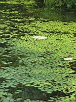 White River in Arkansas 193.jpg